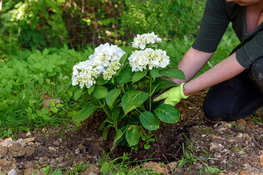 cuidar las plantas