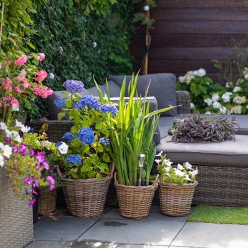 Consejos para cuidar las plantas en tu patio.