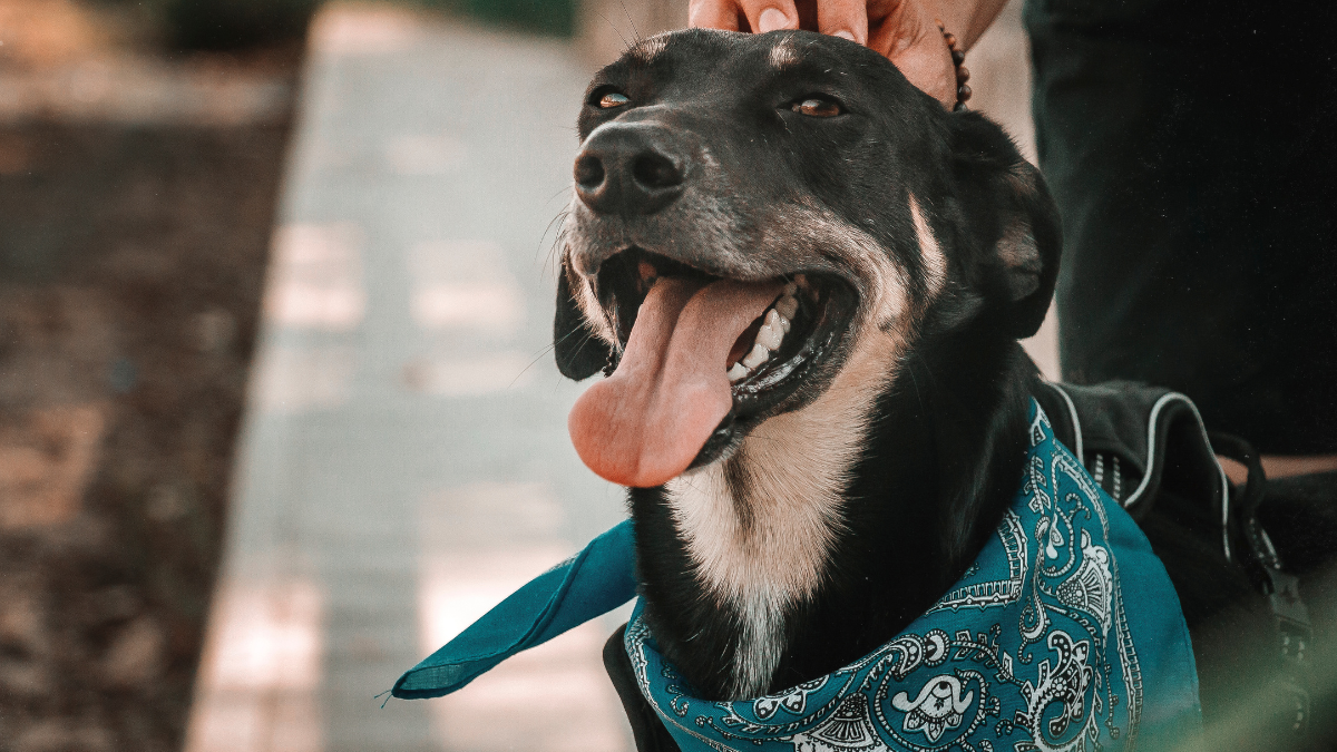 mantener la casa limpia si tienes mascotas