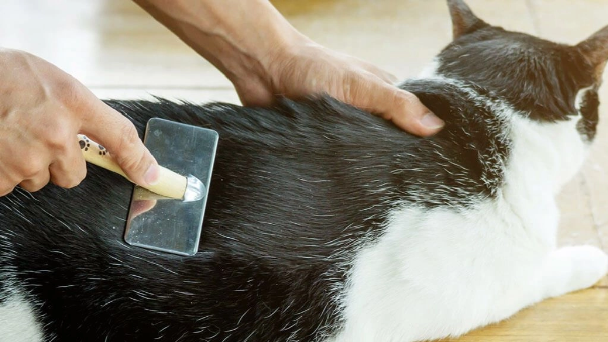 mantener la casa limpia si tienes mascotas