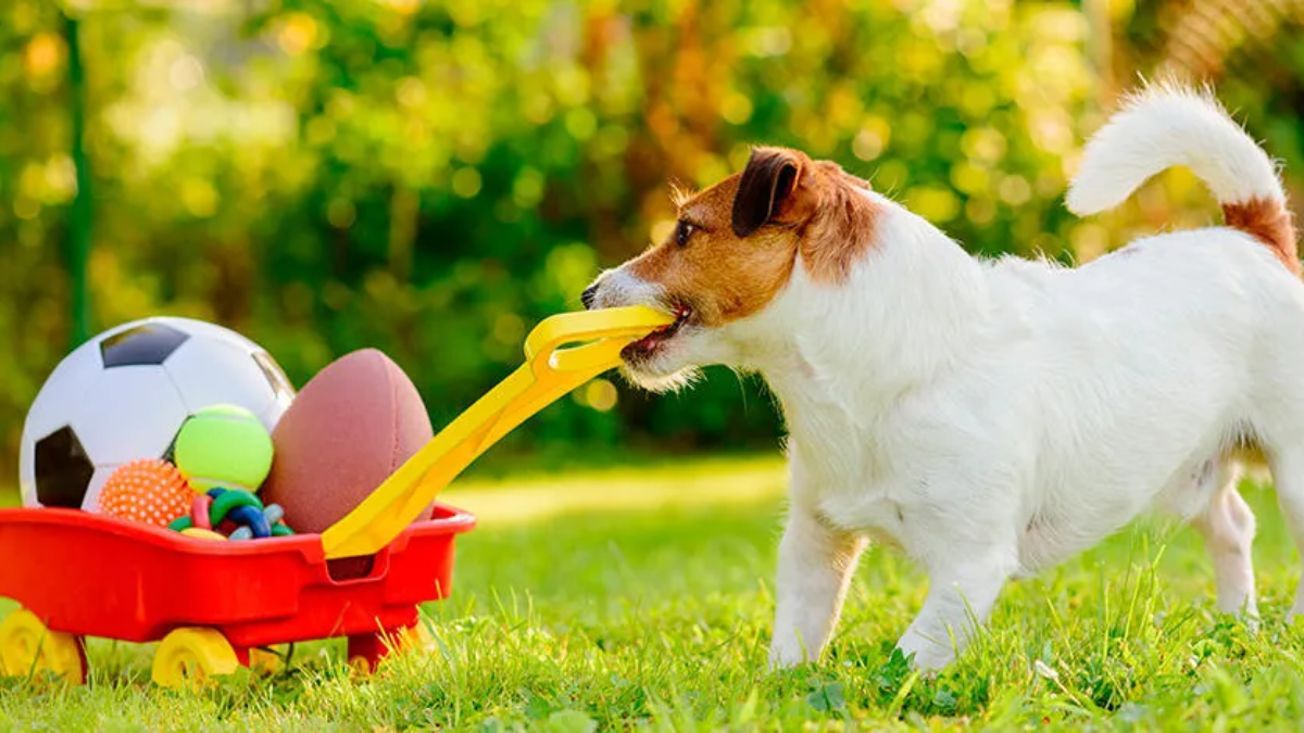 mantener la casa limpia si tienes mascotas