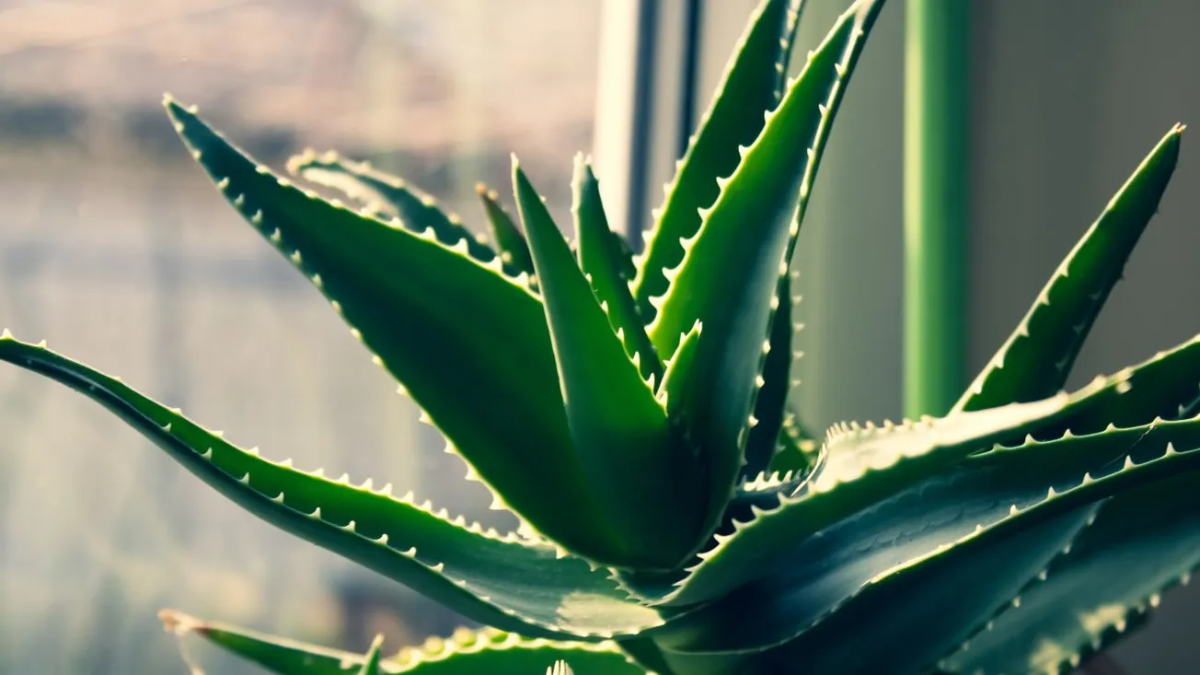 Aloe vera