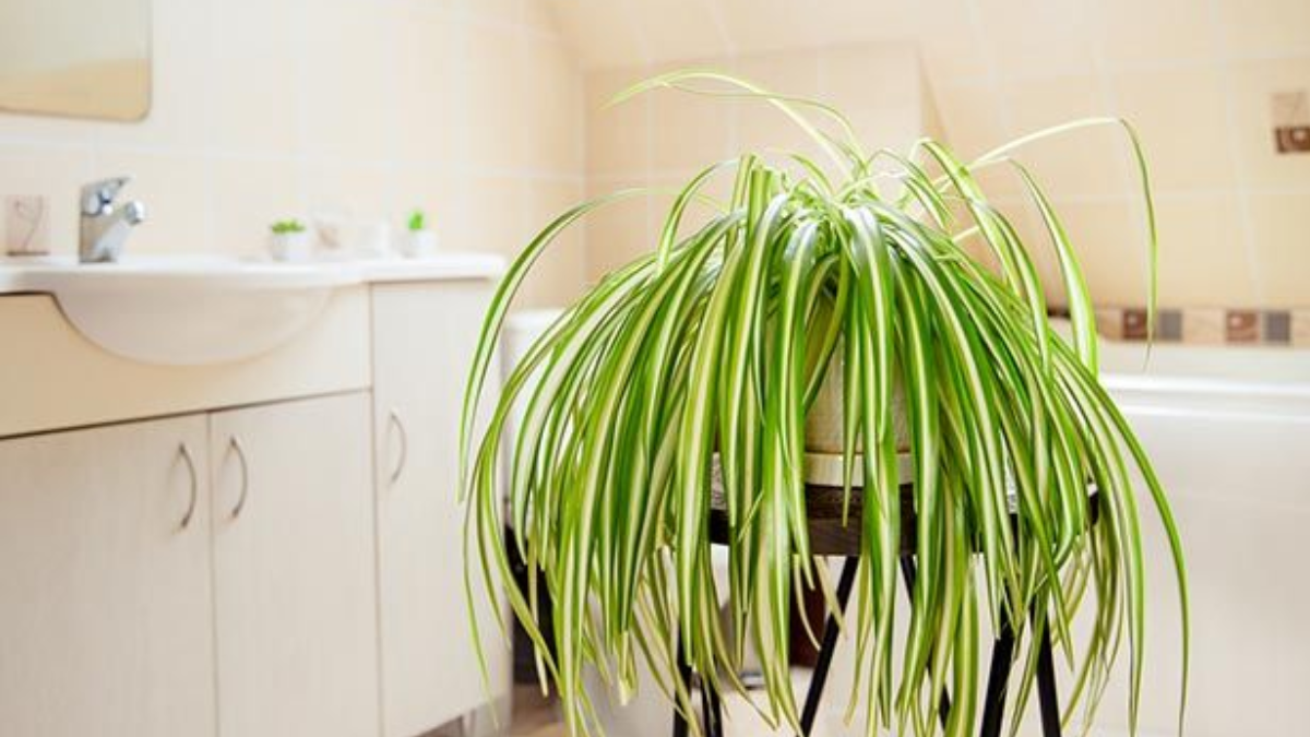 Malamadre en el baño