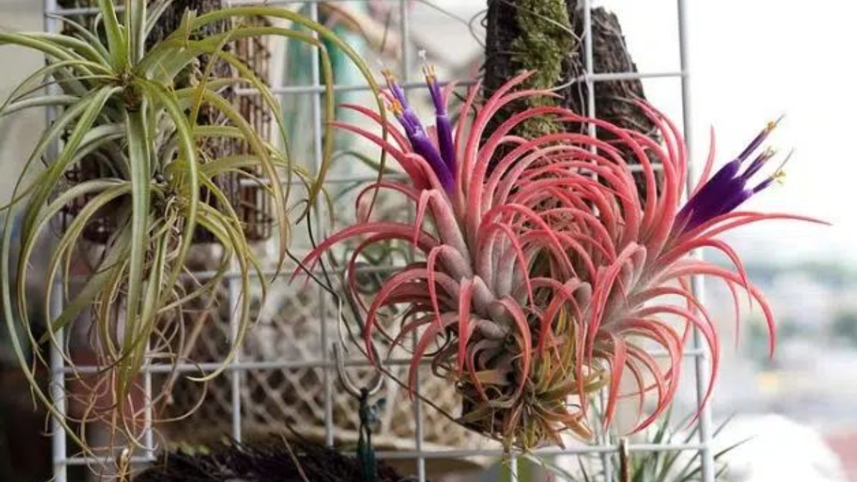 Plantas para el baño