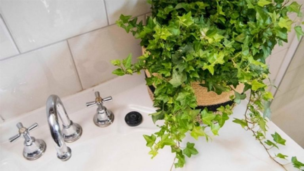 Hiedra en el baño