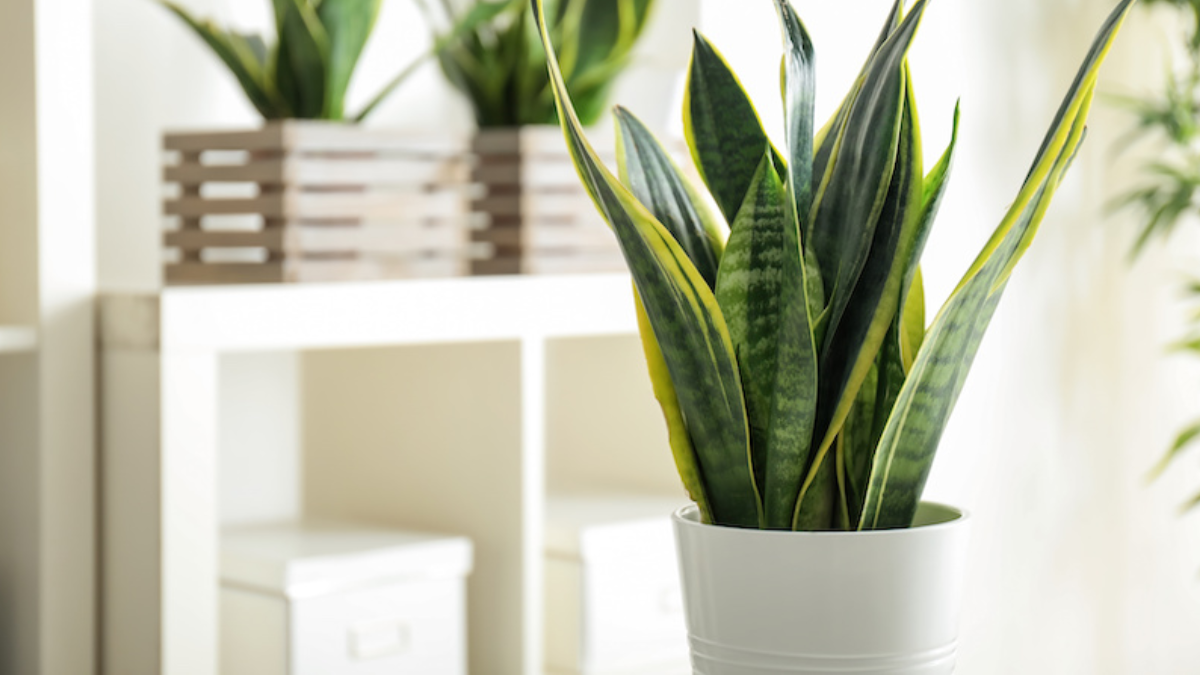 Plantas para el baño
