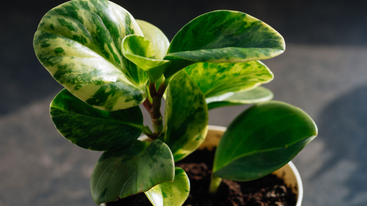 Plantas para el baño