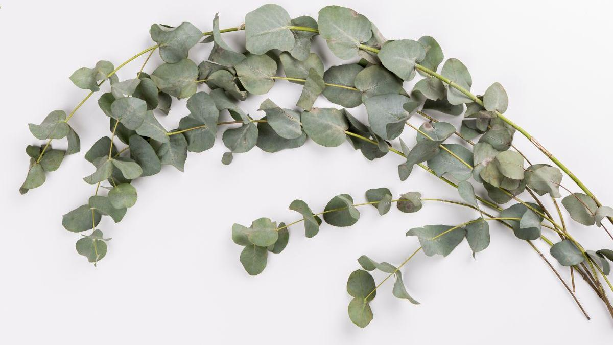 eucalipto en la ducha