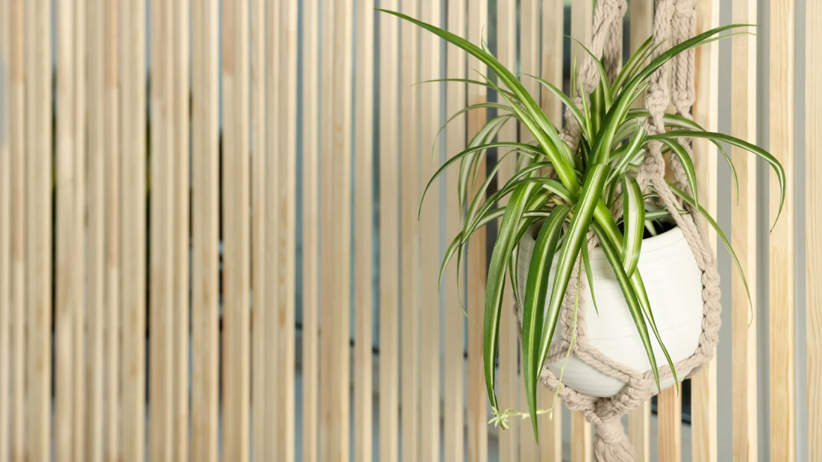 plantas para baños sin luz