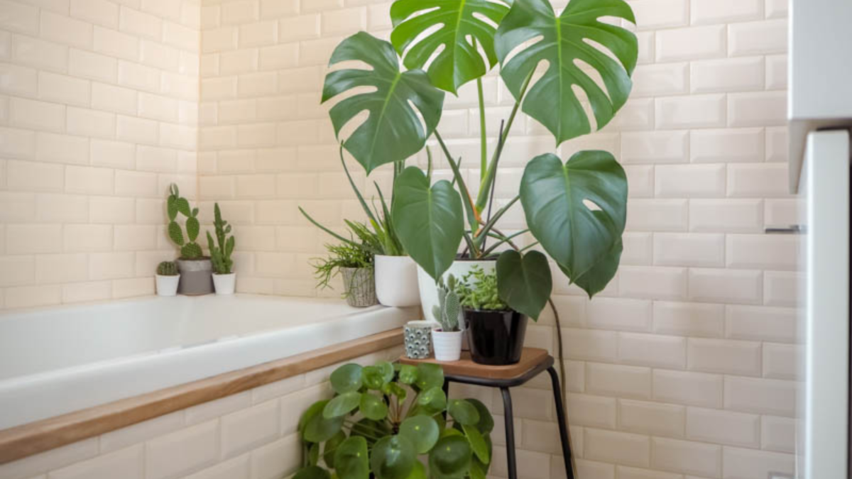 plantas para baños sin luz