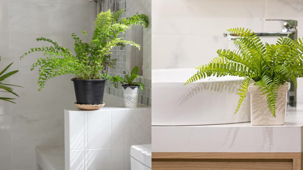 plantas para baños sin luz