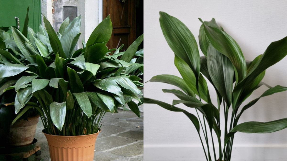 plantas para baños sin luz