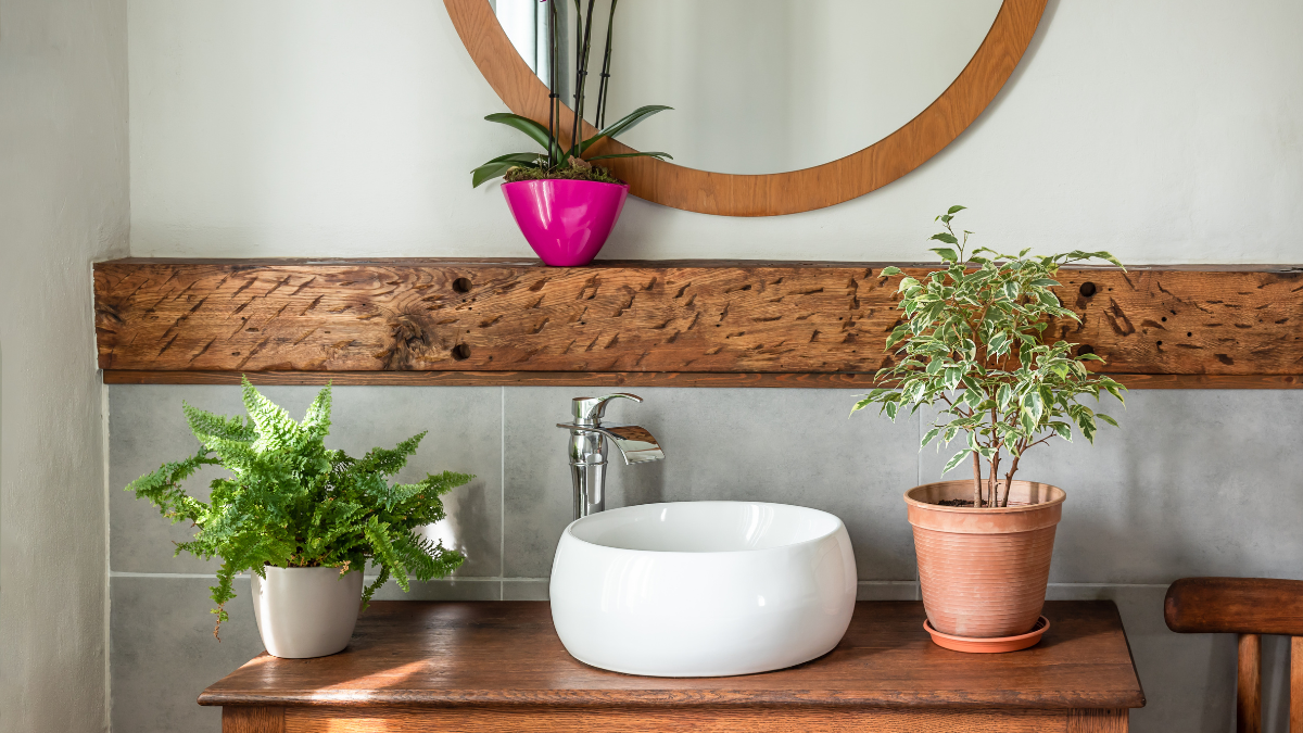 plantas para baños sin luz