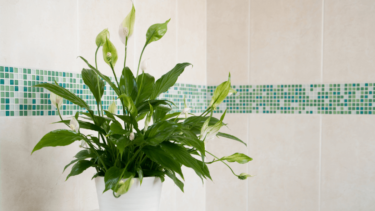 plantas para absorber la humedad