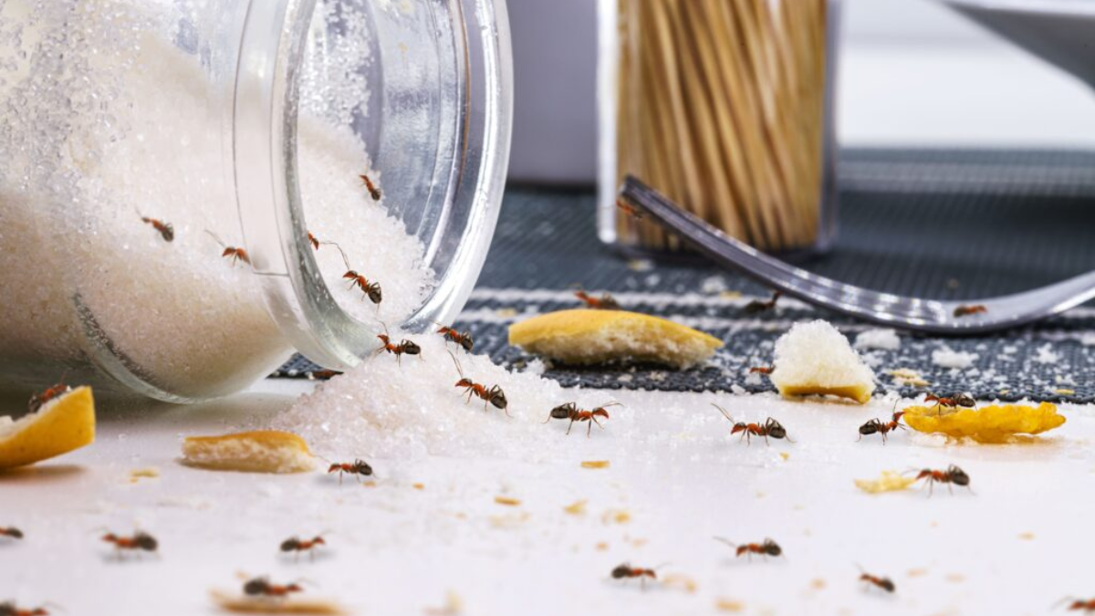 hormigas en casa