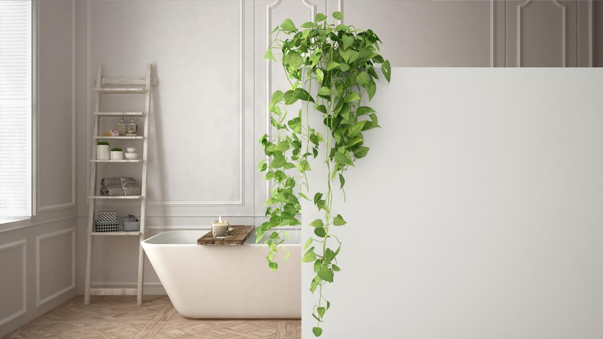plantas para absorber la humedad