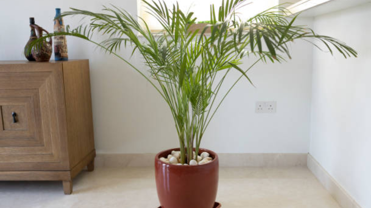 plantas para absorber la humedad