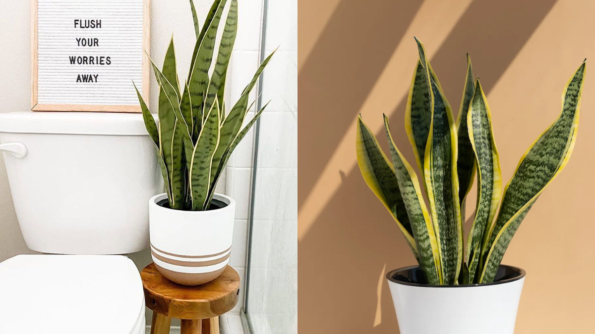 plantas para absorber la humedad