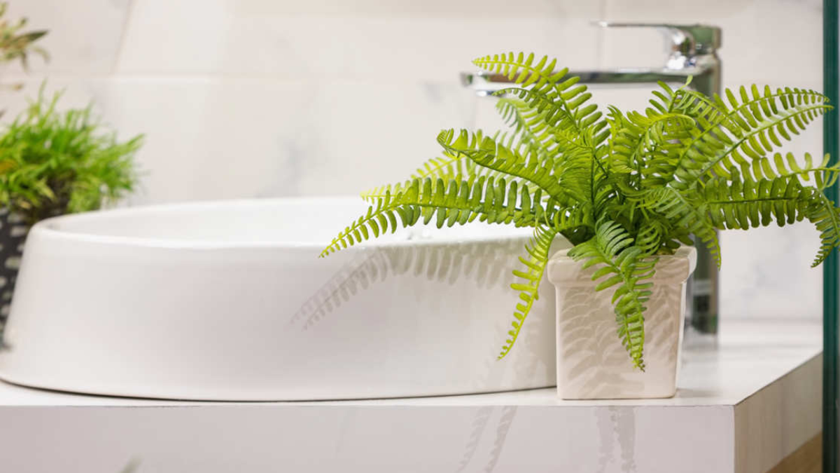 plantas para absorber la humedad