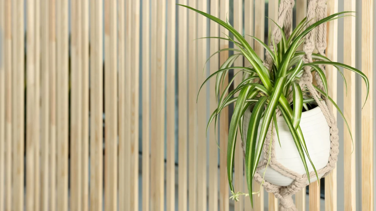 plantas para absorber la humedad