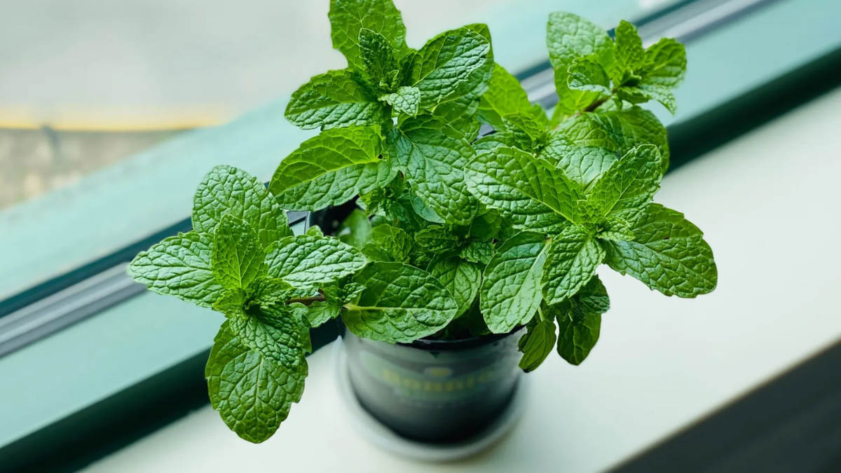 plantas para absorber la humedad