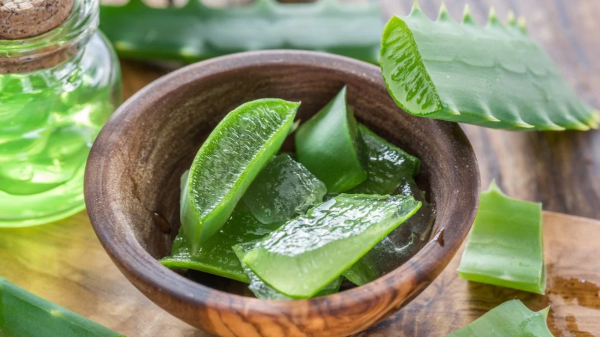 plantas para absorber la humedad