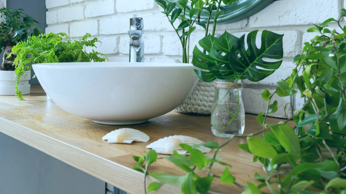 plantas para absorber la humedad